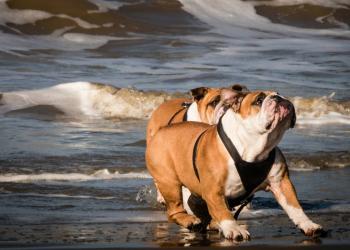 Spiagge per cani in Emilia Romagna: le spiagge che accettano animali sulla riviera romagnola