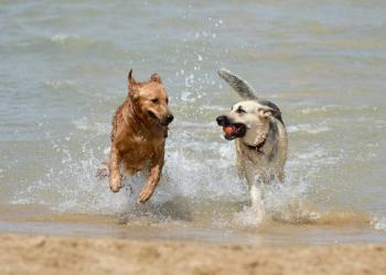 Spiagge per cani in Toscana: una guida sulle spiagge che accettano animali 