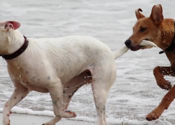 Spiagge per cani in Veneto: le spiagge che accettano cani sulla costa veneta