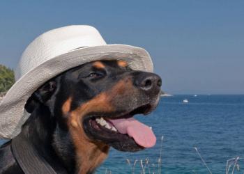 Spiagge per cani nel Lazio: mete dog friendly fra mare, lago e fiume