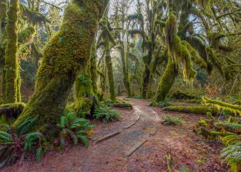 Olympic National Park Vacation Rentals