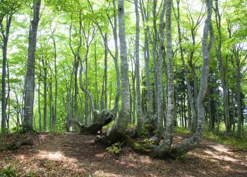 Vakantiehuis in Biddinghuizen: plezier in de polder - HomeToGo