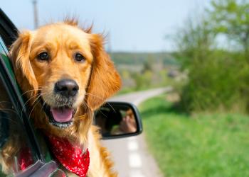 Südtirol Urlaub mit Hund - HomeToGo
