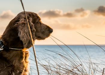 Vakantie met hond aan zee - HomeToGo