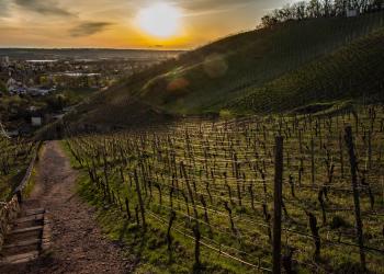 Wein, Kultur Und Natur Nahe Dresden: Deine Ferienwohnung In Radebeul - HomeToGo