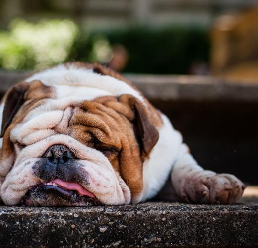 Top Dog Friendly Vacations in New England (Vacation Inspiration