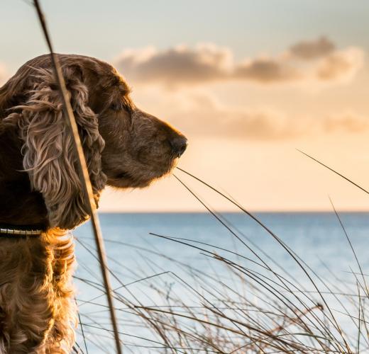 Strandurlaub mit Hund Top Reiseziele HomeToGo.ch