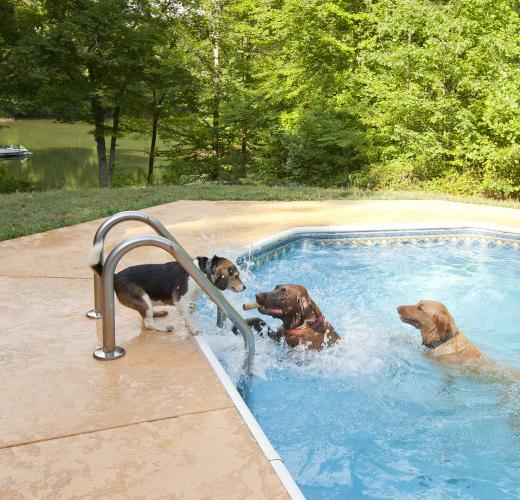 Udrydde Skaldet halv otte Hundefreundliches Ferienhaus mit Pool: Top Reiseziele - HomeToGo