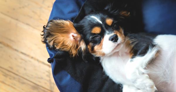 Dog-Friendly Lettings in Ireland - HomeToGo