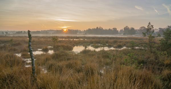 Oisterwijk: het bourgondische leven ervaren in een vakantiehuis - HomeToGo