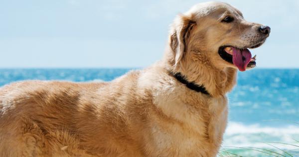 Vakantie met hond op de Waddeneilanden - HomeToGo