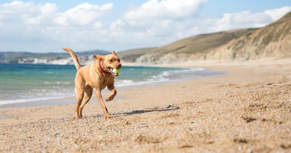 Sommerurlaub mit Hund - HomeToGo