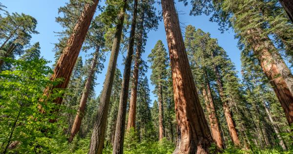Calaveras Big Trees State Park Cabins - HomeToGo