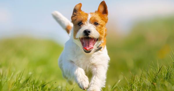 Urlaub mit Hund in Österreich - HomeToGo