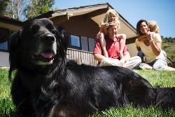 Familienurlaub mit Hund im Ferienpark