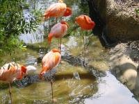 Flamingos in den Everglades