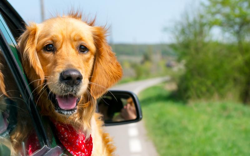 Ferienhäuser und Ferienwohnungen für Urlaub mit Hund im Allgäu HomeToGo