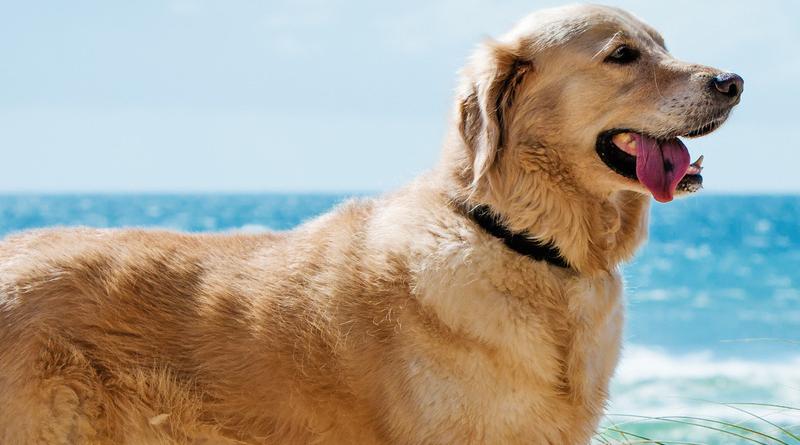 Ferienhäuser und Ferienwohnungen für Urlaub mit Hund in Renesse HomeToGo