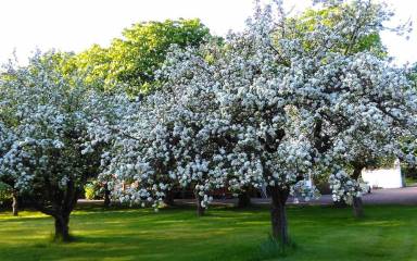 Bed & Breakfast Trelleborg