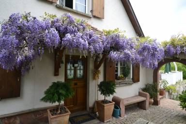 House Wuenheim