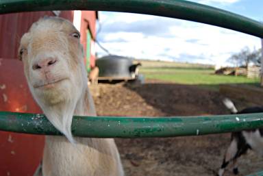Farmhouse Pet-friendly Coupeville