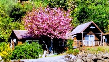 Cabin Lilliwaup
