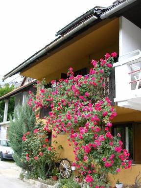 Dom Bovec