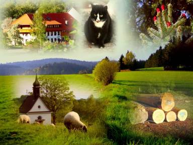 Ferienwohnung Dachsberg (Südschwarzwald)